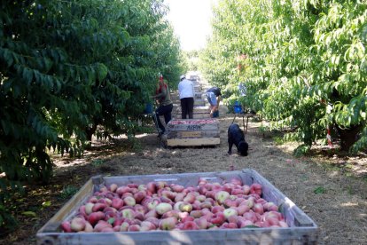 Imagen de trabajos de recogida de paraguayos en una finca de Aitona el pasado mes de julio. 