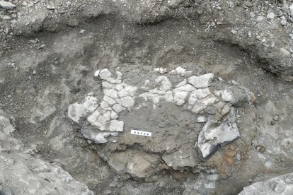 La restauració de les restes fòssils de la pelvis de la gran tortuga al museu Dinosfera.