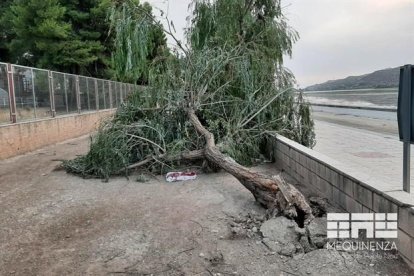 Un dels arbres que van caure durant el temporal del dia 11.