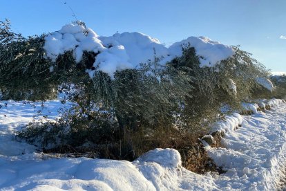 Oliveres afectades pel pes de les intenses nevades.