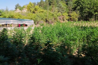 Decomissen 18.000 plantes de marihuana al Solsonès