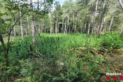 La plantació desmantellada a Coll de Nargó.