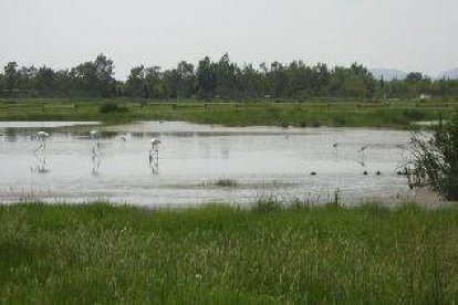 Els Aiguamolls de l'Empordà