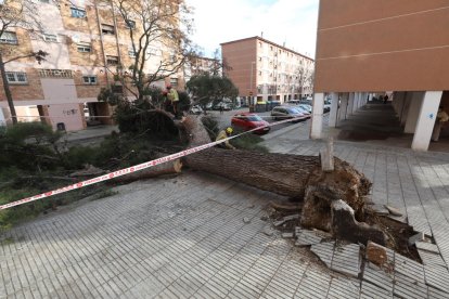 Operaris treballant per retirar un arbre a la Mariola.