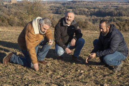 Vaques menjant herba seca sobre la neu a Alins.