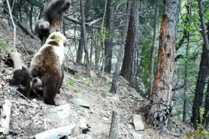 Fotograma del vídeo de una osa con sus tres crías difundido ayer por los Agentes Rurales. 