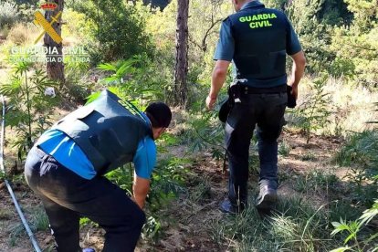 Agents de la Guàrdia Urbana tallant plantes de marihuana en un cultiu localitzat al barranc de Barbuixera.