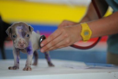 Un test ràpid permetrà saber si les mascotes tenen covid.