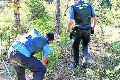 Imatge de la plantació del barranc de Barbuixera.