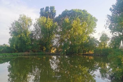 Arbres foscos, llum daurada 