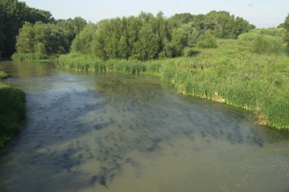 Imatge del riu Segre al seu pas per Torres de Segre.