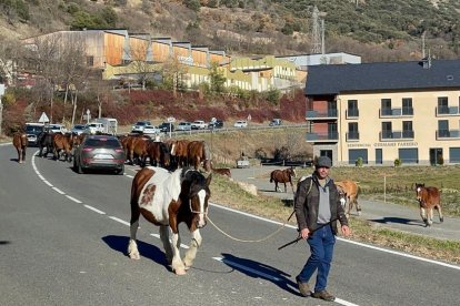 Els cavalls entraven ahir a Rialp per la C-13.