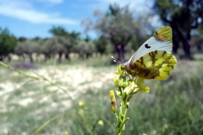 Un exemplar de la papallona ‘Zegris eupheme’.