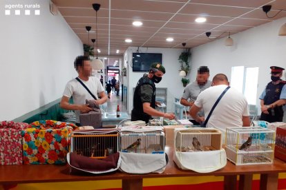 Intervienen 78 pájaros en un bar de Ivars d'Urgell