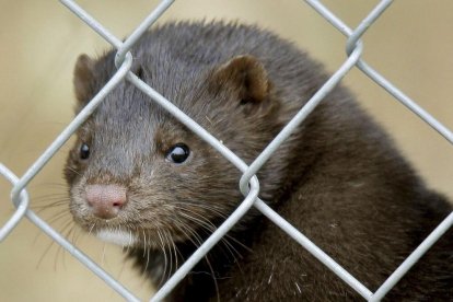 Un visón fotografiado en una granja española