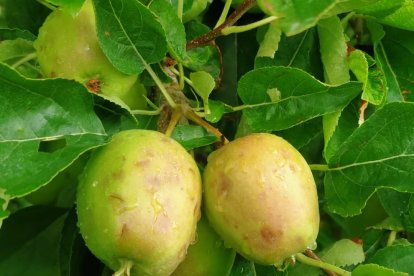 Manzanas marcadas por la piedra en una finca de Bellpuig.