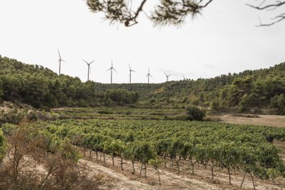 Costers del Segre y la Ruta del Vi, contra la masificación de centrales eólicas y solares