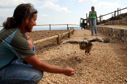 Imatges d’arxiu d’exhibicions d’aus rapinyaires, una de les atraccions estrella del Zoo del Pirineu.