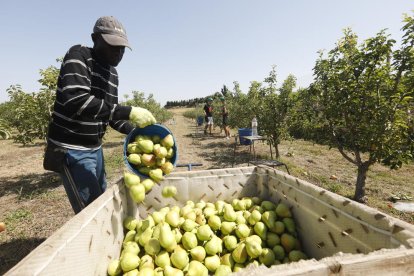 Imatge d’arxiu d’un temporer recollint pera limonera.