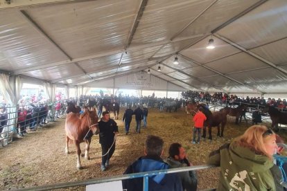 Algunos ejemplares que participaron en el concurso.