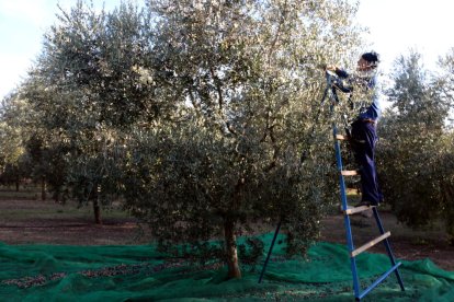 Quasi nou de cada deu explotacions agràries de Lleida són liderades per homes.