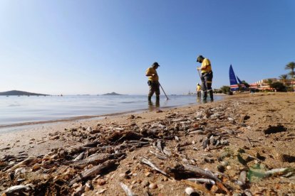 Operaris retiren peixos morts a les platges del Mar Menor.