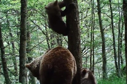 Una femella amb dos cadells a Seix el maig passat.