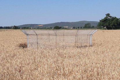 Las vallas para proteger los nidos en los campos de cereal.