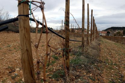 Los proyectos de centrales eólicas y solares chocan también con la oposición de bodegas