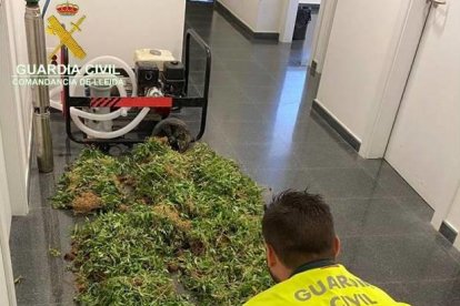 Localitzen 5.700 plantes de marihuana prop del pantà de Santa Anna