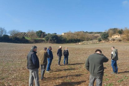 Un campo de colza arrasado por los corzos en el municipio de Biosca, en la Segarra.