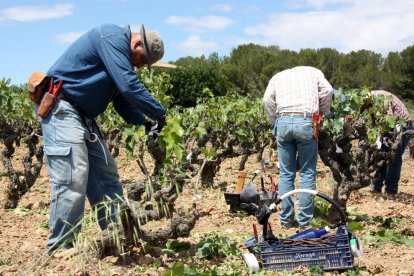 Agricultors empeltant ceps d'una finca.