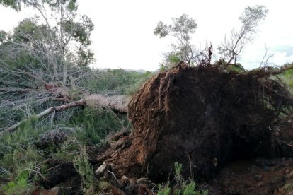 Un pi arrencat pel suposat tornado a l'interior del terme municipal de l'Ametlla de Mar.