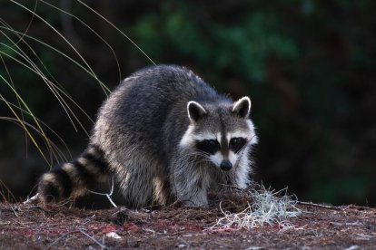 Aquests són els animals que estarà prohibit tenir a casa a partir del 2022