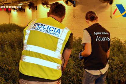 Un agent dels Mossos i un de l'Agència Tributària davant d'una plantació de marihuana