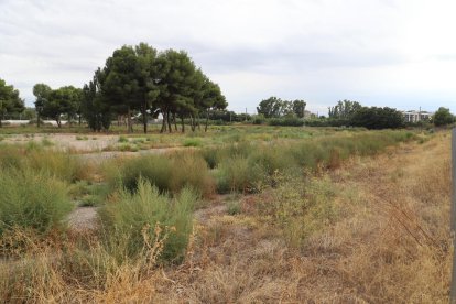 El recinte de l’antiga Hípica està ara ple de males herbes.