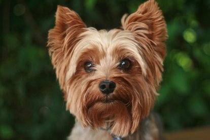 Yorkshire Terrier.