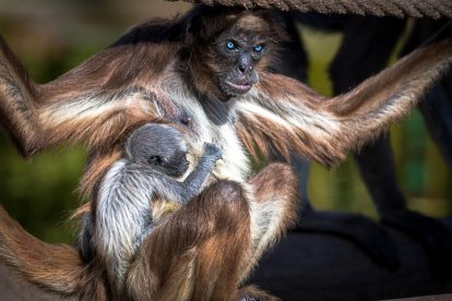 Nace en el Zoo de Barcelona una mona araña, una especie en peligro crítico de extinción