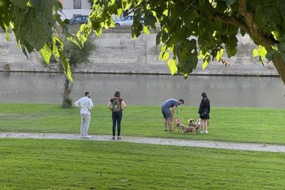 L’ordenança preveu també la creació de parcs per a gossos que puguin estar sense lligar.