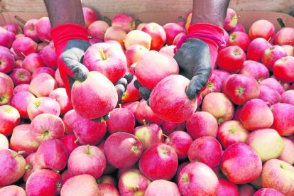 L’estudi inicial s’ha fet amb maduixes, però es pot aplicar a altres fruites, com les pomes.