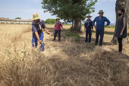 Alguns dels organitzadors i participants ahir en la primera jornada del Segar i Batre de la Fuliola, que seguirà el proper dia 11.