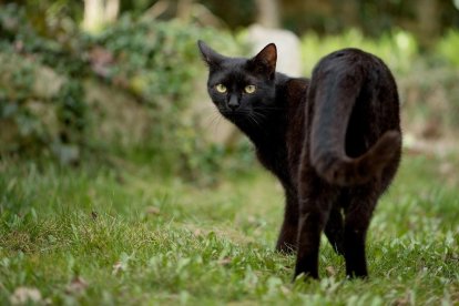 ¿De dónde vienen las supersticiones relacionadas con los gatos negros?