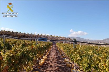 La explotación del agricultor estafado se encuentre en Novelda y Monforte de Cid, en Alicante. 