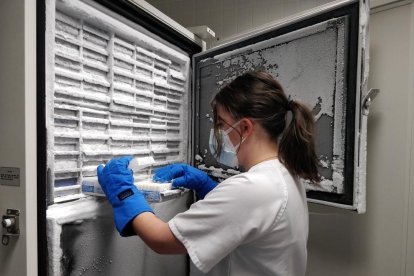 Una profesional almacena muestras en el ‘Biobanc’ de Lleida.