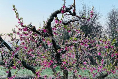 Fruiters després d'una nit de gelada al Segrià.