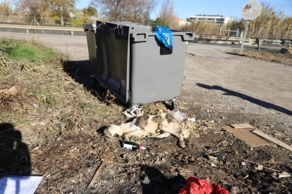 Veïns de la partida de Vallcalent van avisar ahir al matí la Paeria de la troballa del gos mort.