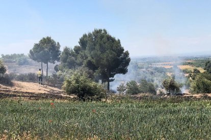 Actuació ahir a la zona de la Pleta, a Arbeca.