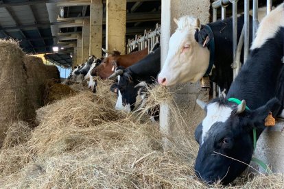 Lleida cuenta con más de 339.000 reses de bovino, tanto de carne como lecheras.