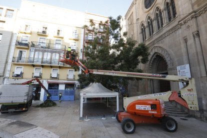 La Paeria va intentar talar l’arbre a l’octubre, però Ipcena ho va evitar.