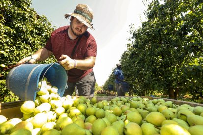 Fruita i verdura quintupliquen el preu del camp a la taula